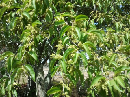 Erva de Passarinho MV